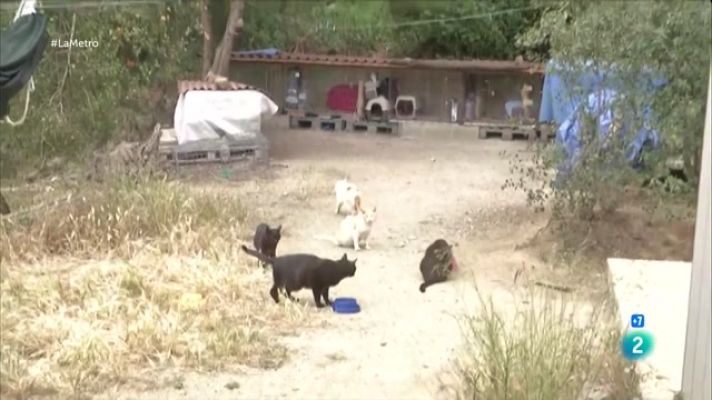 La Metro - Gats a la ciutat, Emprendre contra l'atur i Anem a Can Negre