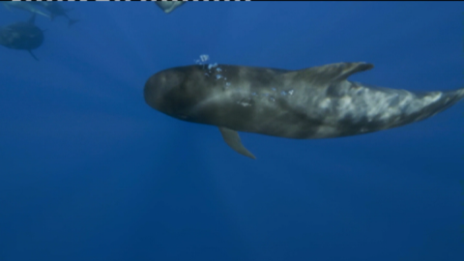 Telecanarias 2 - 26/05/2021 | Ver