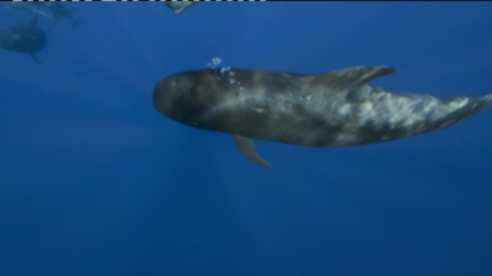 Telecanarias - Telecanarias 2 - 26/05/2021