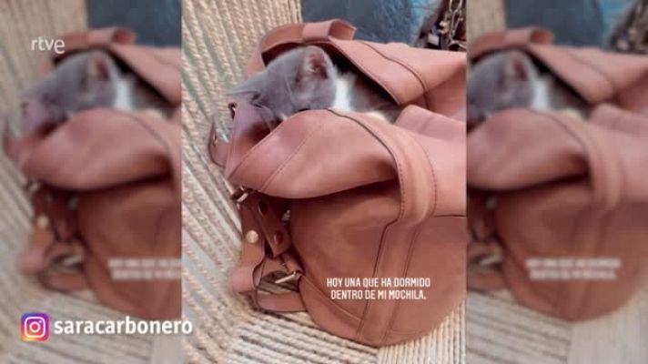 Gente y tendencias - Sara Carbonero nos enseña que hay en su bolso