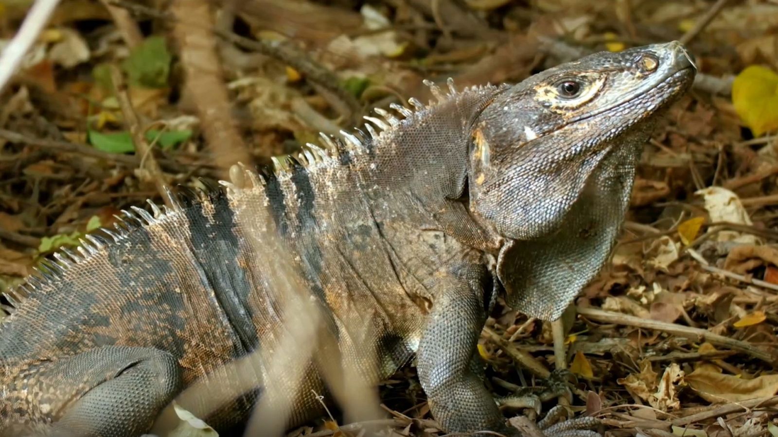 Planeta selva - Episodio 17: Las junglas de la sed. Bosque americano - Documental en RTVE