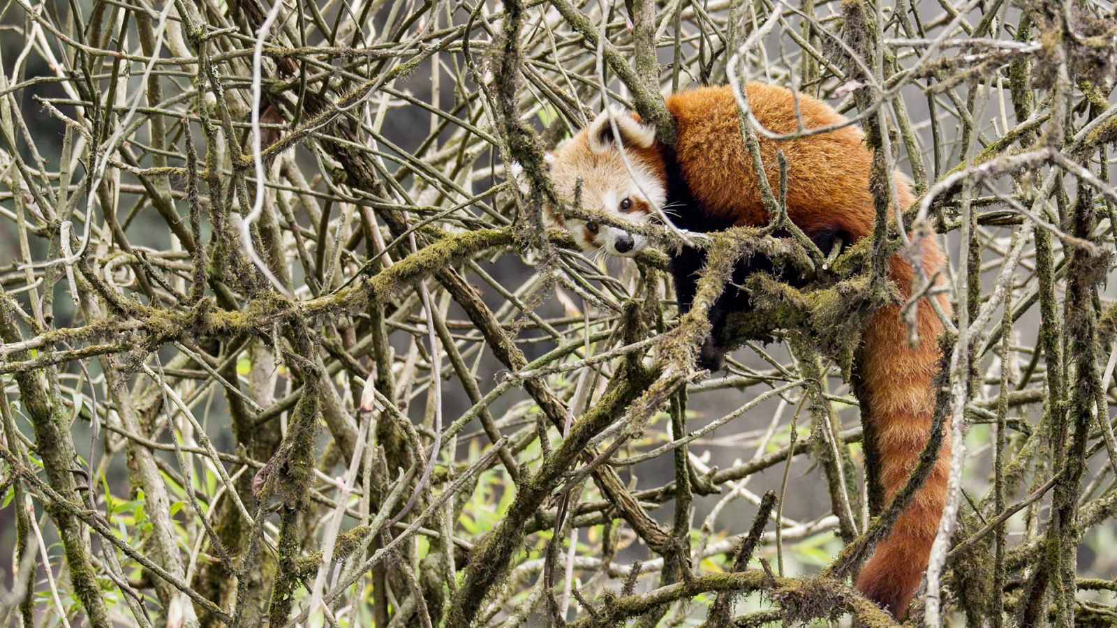 Somos documentales - El panda rojo: el animal más bonito del mundo - Documental en RTVE