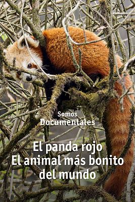 El panda rojo el animal más bonito del mundo