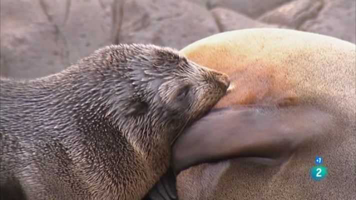 Especials en català - Óssos marins: la lluita per la supervivència