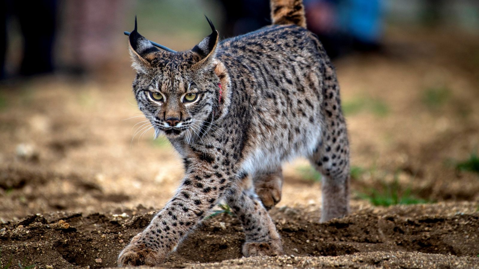 El lince ibérico se recupera aunque aún hay riesgo de extinción