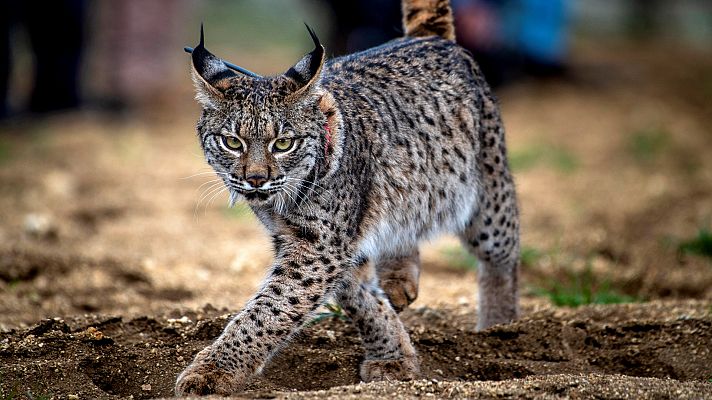 La población de linces ibéricos se recupera en España aunque aún existe riesgo de extinción