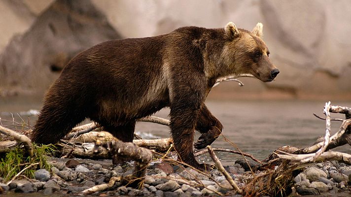 Rusia salvaje: el reino de los osos y los volcanes