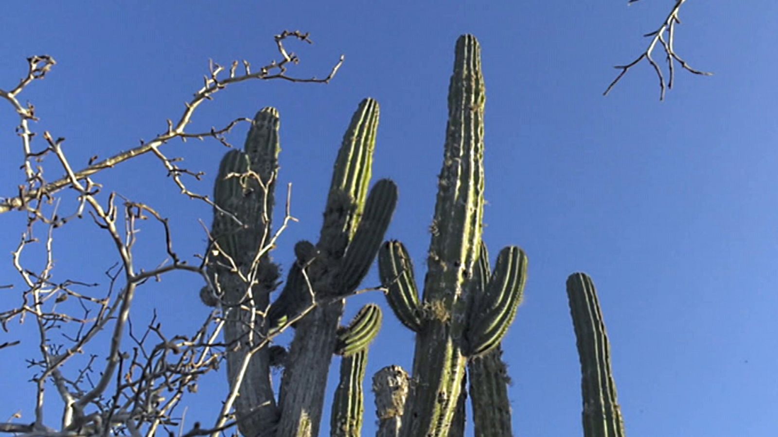 Españoles en el mundo - Baja California - ver ahora