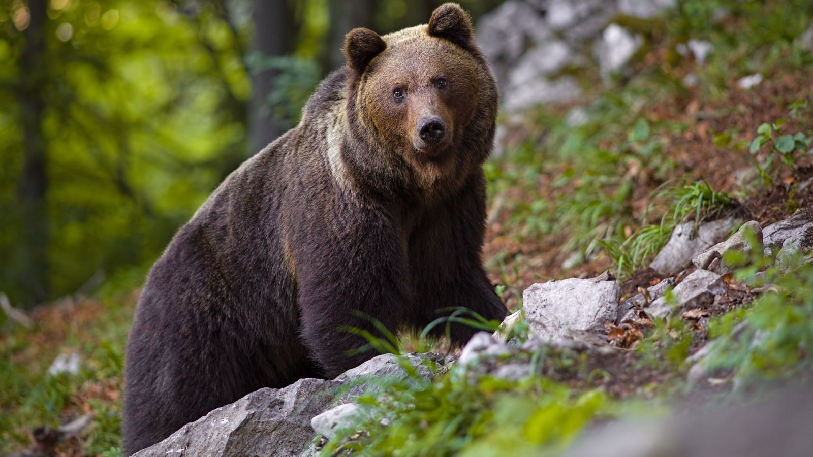 Un oso ataca a una mujer en Asturias mientras paseaba