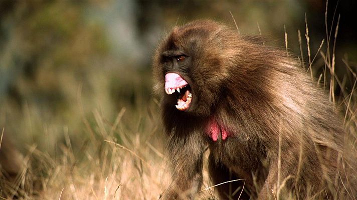 El rey de los babuinos de montaña