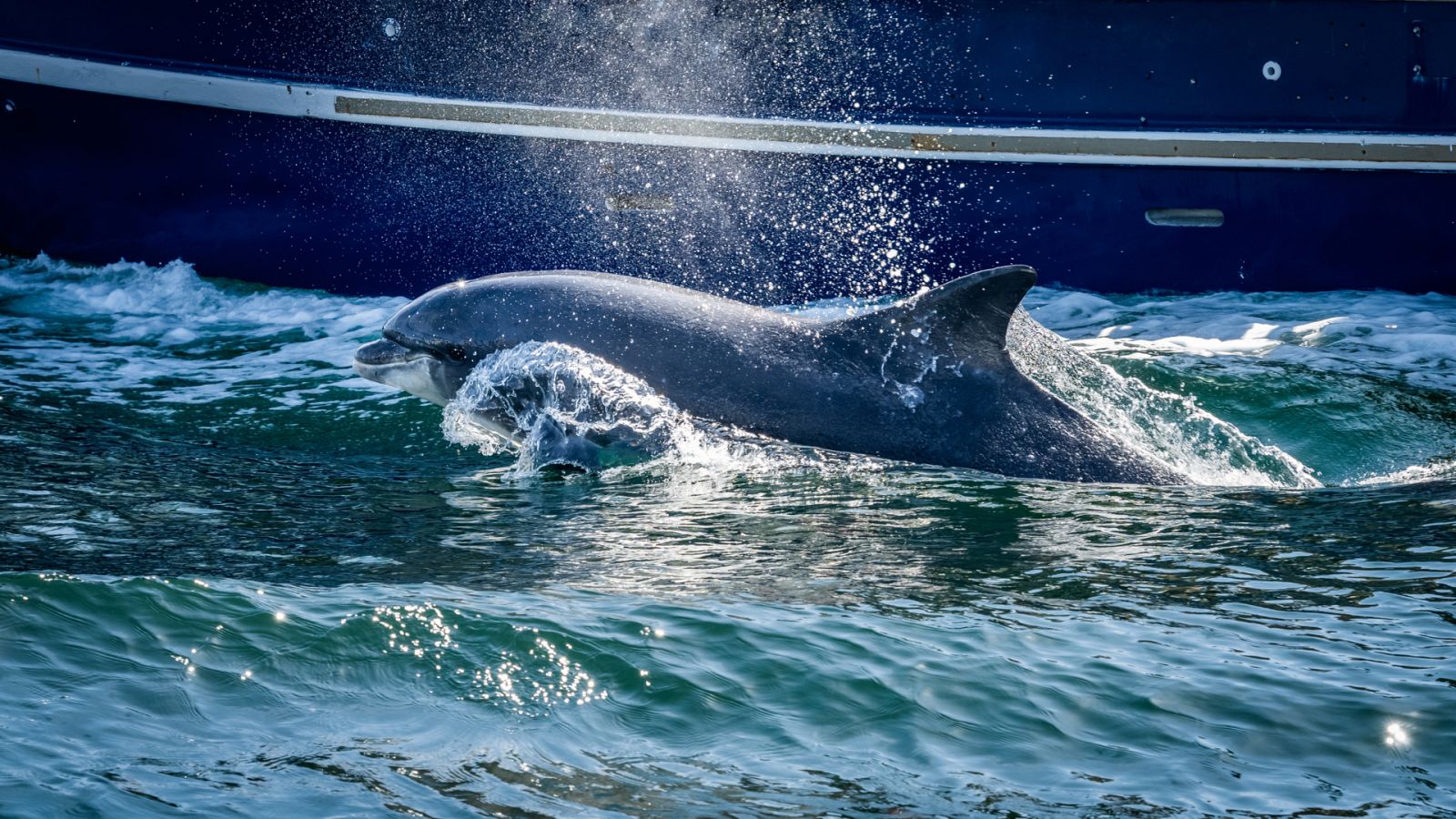 El avistamiento de cetáceos en costas catalanas
