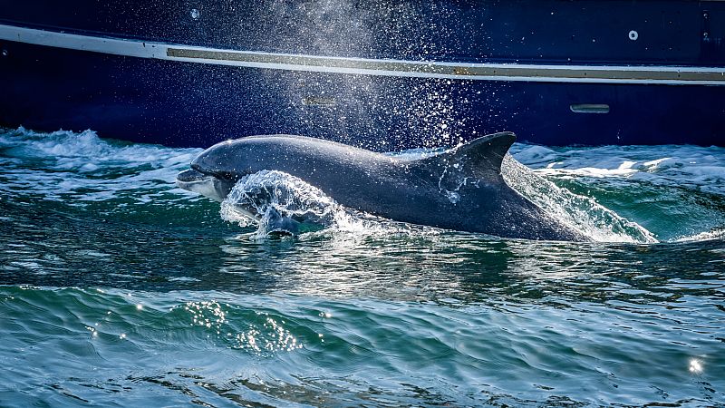España Directo - Evelyn Segura: el avistamiento de cetáceos en el litoral catalán