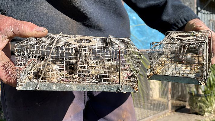 Informativo 24h - Una plaga de ratones devasta cultivos en Australia