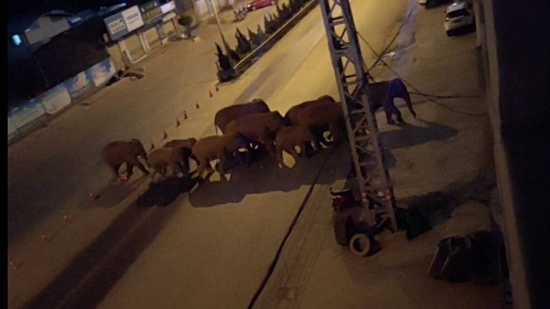 Una manada de elefantes atraviesa una ciudad en China 