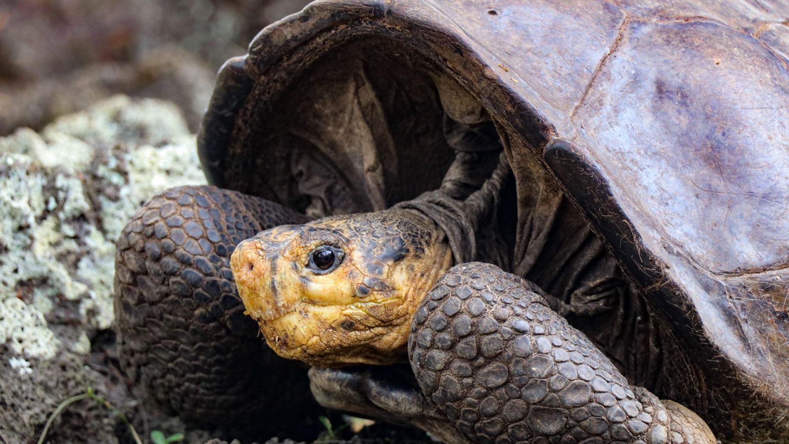 Fernanda, la tortuga de una especie que se creía extinta