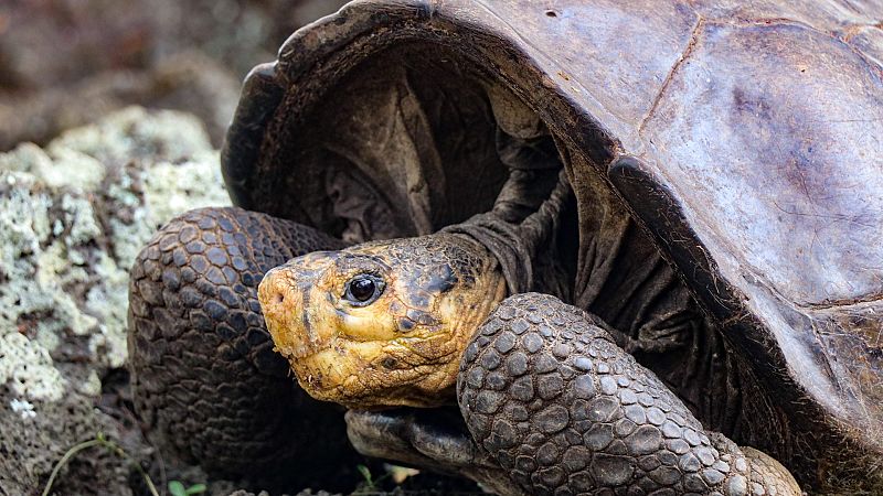 Fernanda, la tortuga que devuelve la esperanza sobre una especie que se cre�a extinta