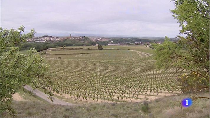 Informativo Telerioja - Aumento del enoturismo en La Rioja