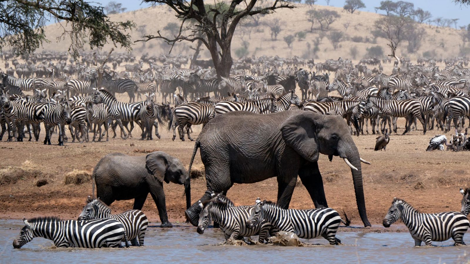 Serengueti - Episodio 4: Infortunio - Ver ahora