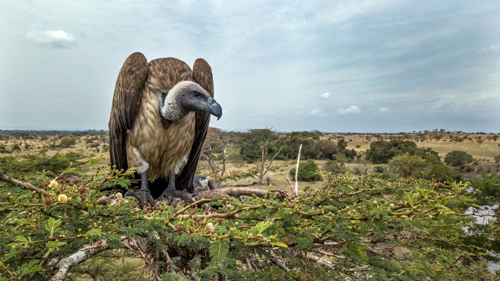 Serengueti - Episodio 6: Renacimiento - Ver ahora