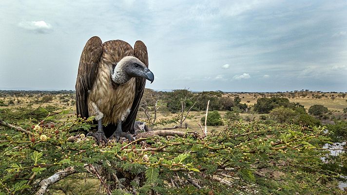 Serengueti - Renacimiento