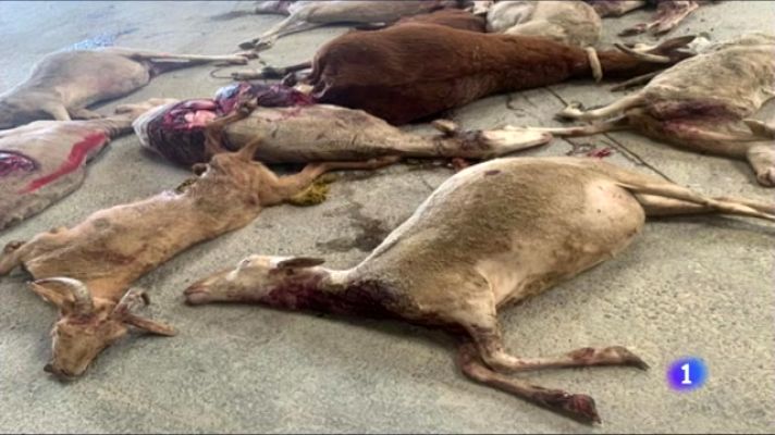 Noticias Aragón - Nuevo ataque del lobo en Tardienta