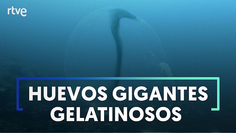 Nuevo hallazgo de "esferas vivas" bajo el mar en Mallorca