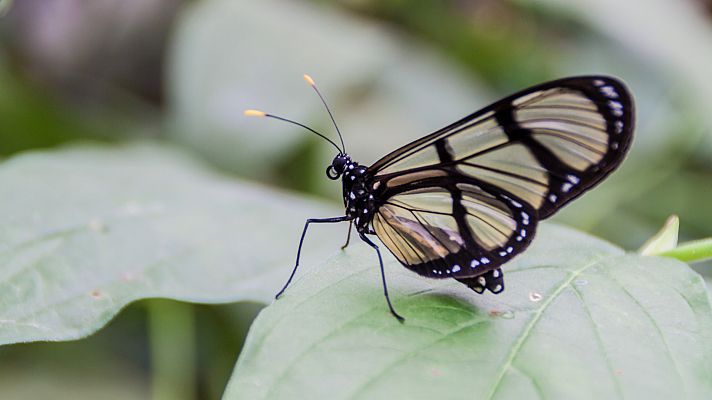Iturriaga nos enseña las curiosidades de las mariposas