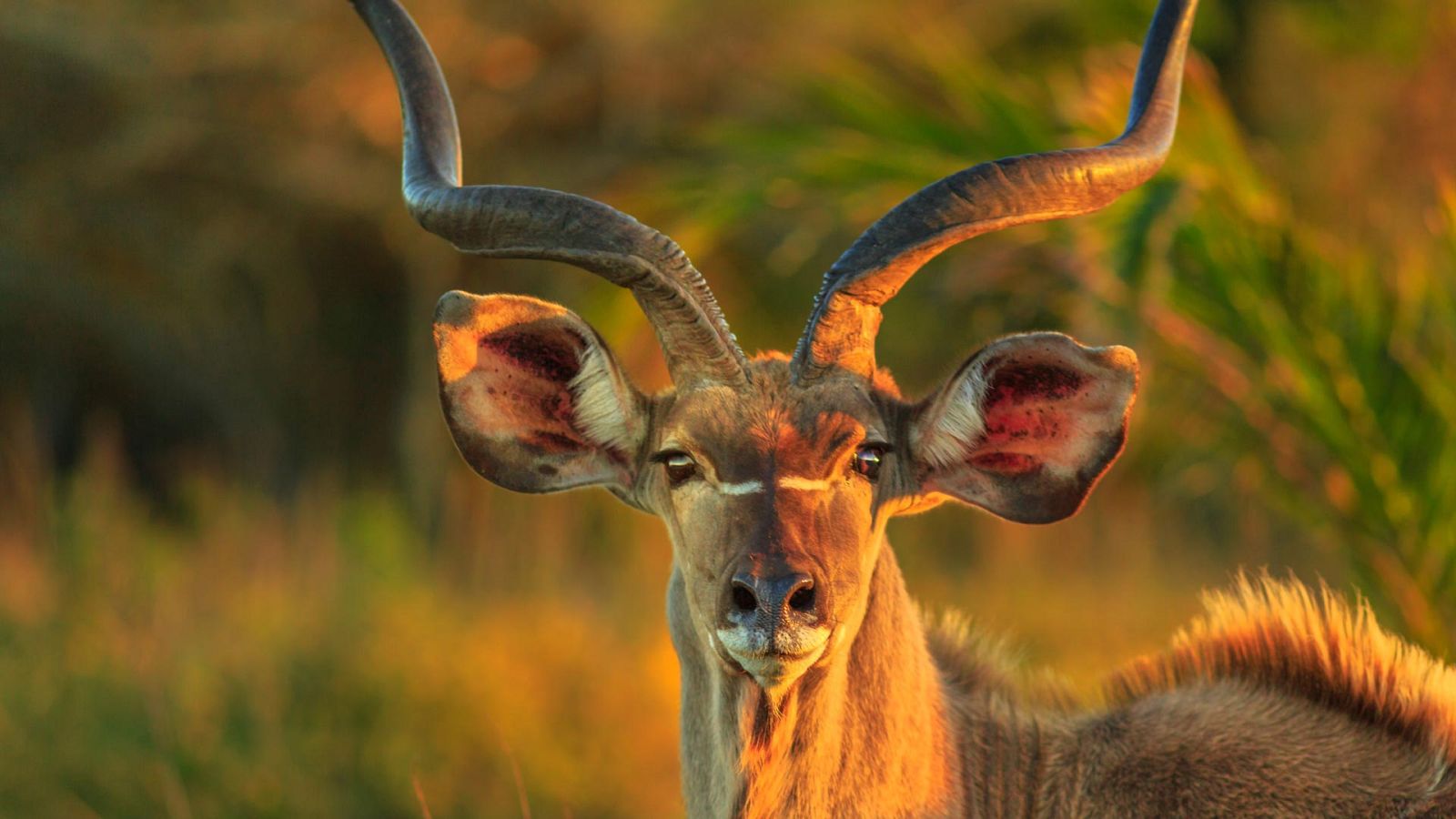 Animales al natural - Antílopes - ver ahora