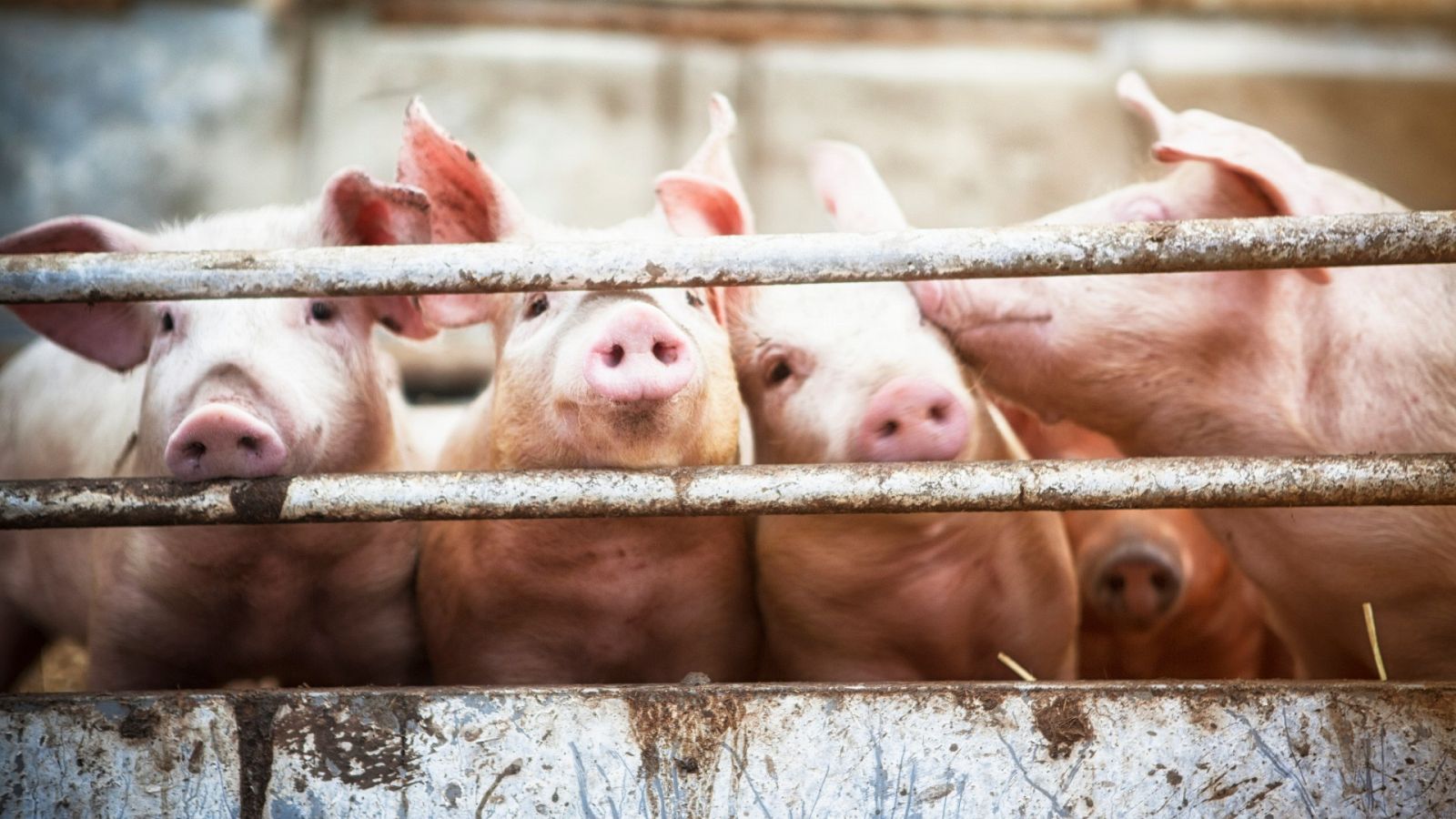 Vecinos en lucha contra las macrogranjas de cerdos - La hora de La 1 | Ver