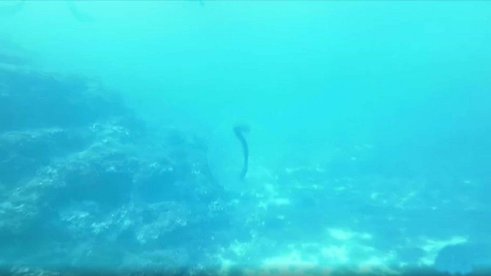 Científicos noruegos desvelan el misterio de las esferas gelatinosas avistadas a 50 m de profundidad en aguas de Mallorca