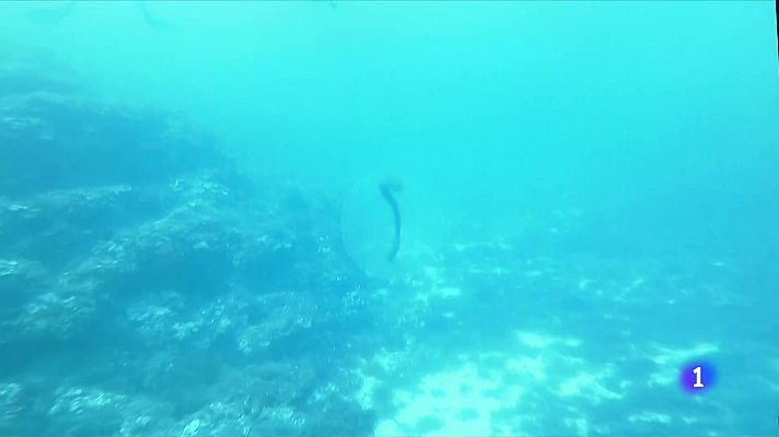 Telediario 1 - Científicos noruegos desvelan el misterio de las esferas gelatinosas avistadas a 50 m de profundidad en aguas de Mallorca
