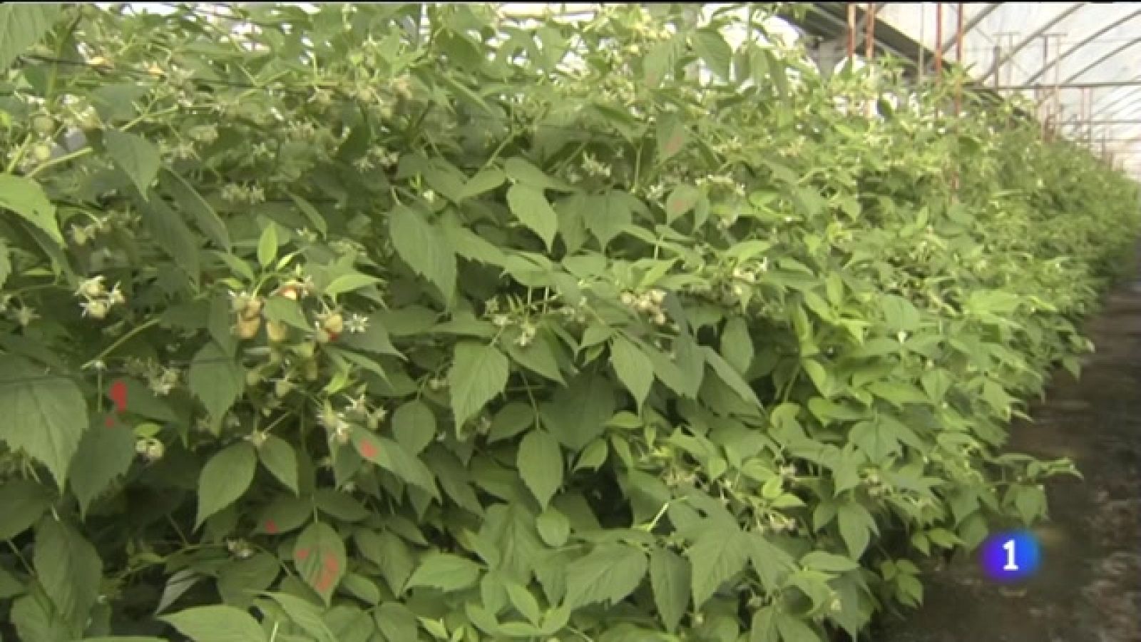 De la planta a la mesa sin productos químicos: La frambuesa ecológica andaluza se abre paso - Noticias Andalucía | Ver