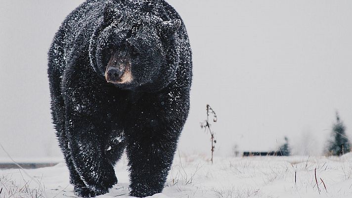 Animales al natural - Osos
