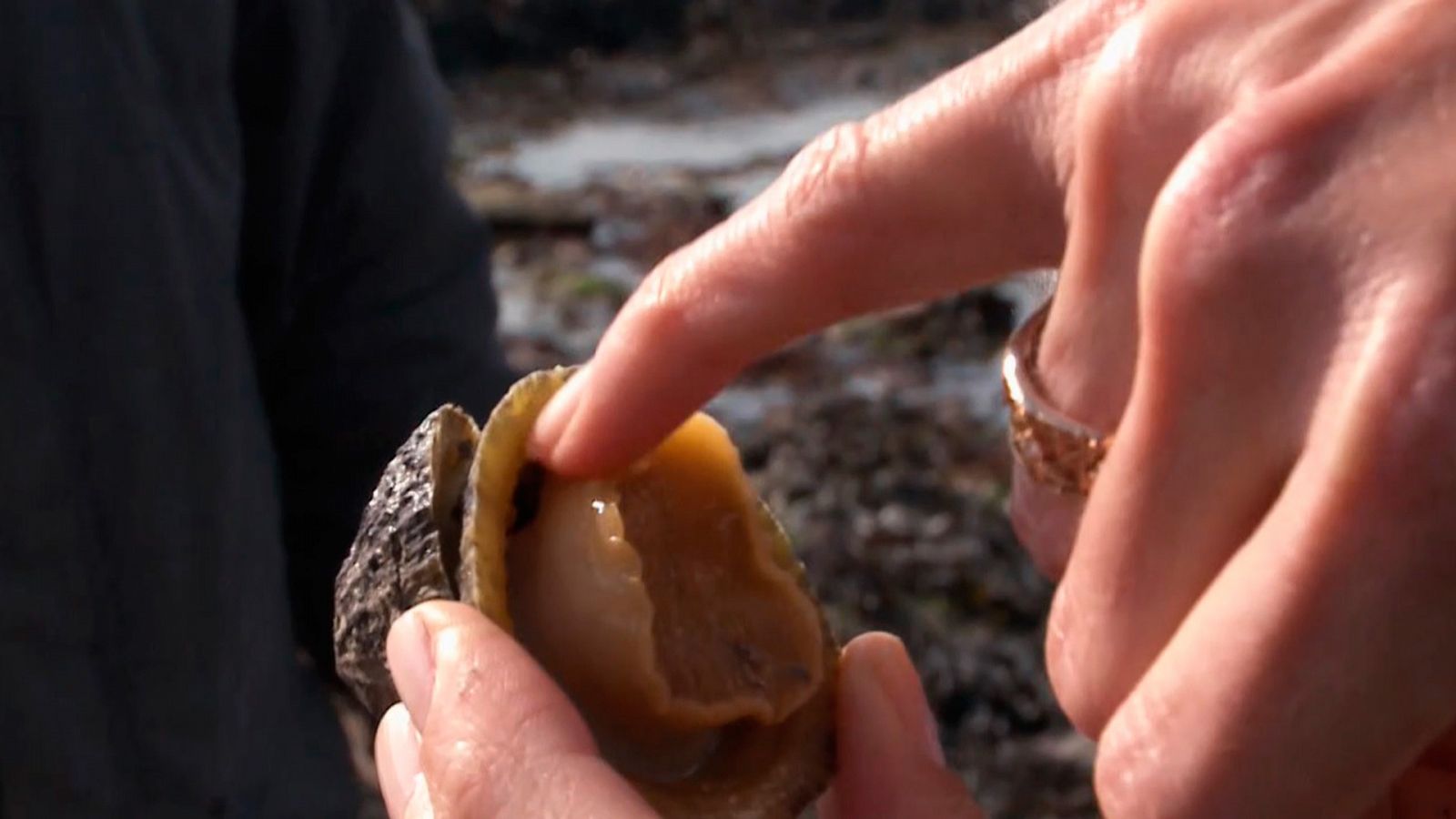 Las recetas de Julie - Moluscos a la carta - Documental en RTVE