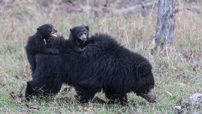 Somos Documentales - Sin tiempo para la pereza: Los osos bezudos de Sri Lanka