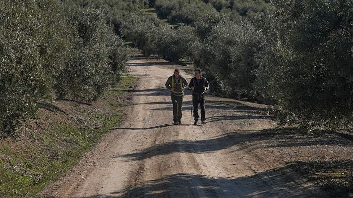 Recorrido entre Úbeda y Baeza