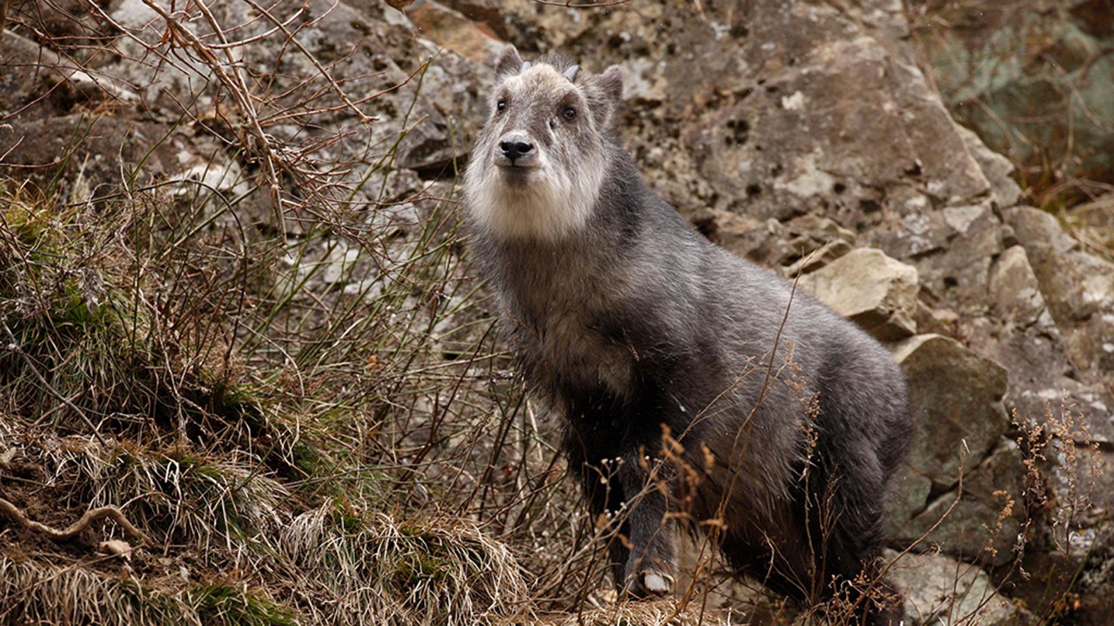 Somos documentales - Sobreviviendo a pendientes mortales: Los seraus de Japón - ver ahora