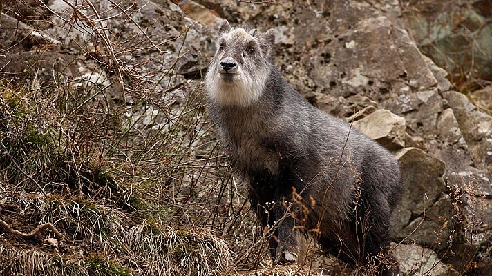 Somos Documentales - Sobreviviendo a pendientes mortales: Los seraus de Japón