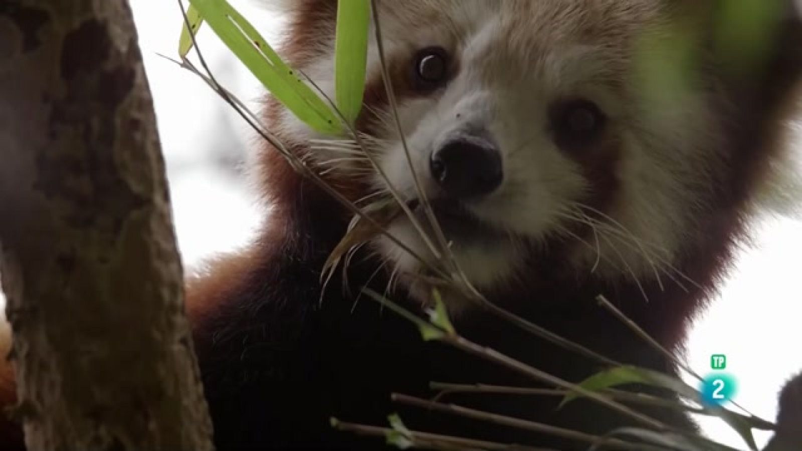 Grans documentals - El panda vermell, l'animal més bonic del món