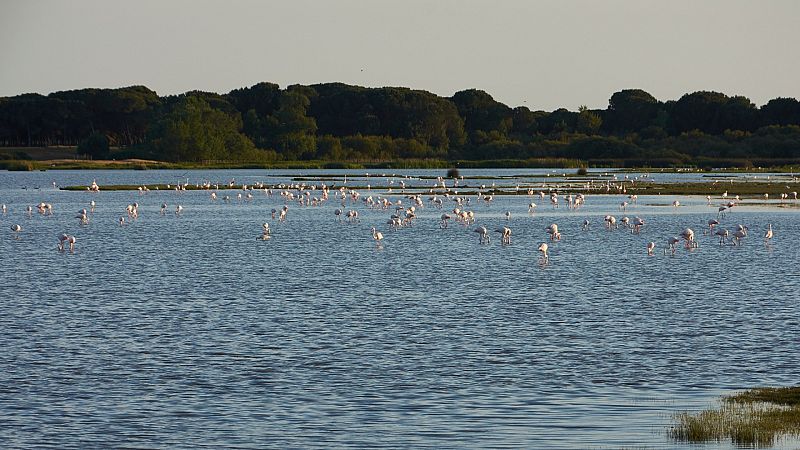 En el Día Mundial del Medio Ambiente un equipo de TVE nos acerca a un santuario de pájaros en el Parque Nacional de Doñana