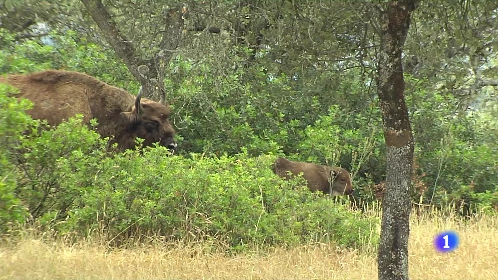 Un proyecto reintroduce el bisonte europeo en las praderas de Jaén