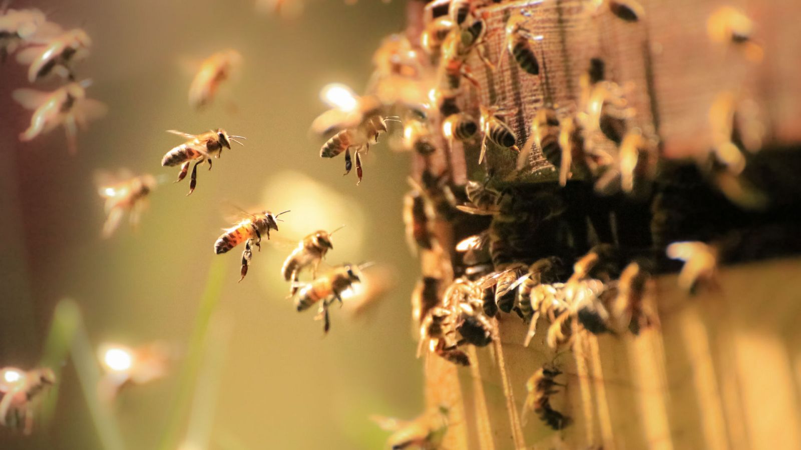 Cómo sacar a las abejas de los entornos urbanos sin destruir la colmena