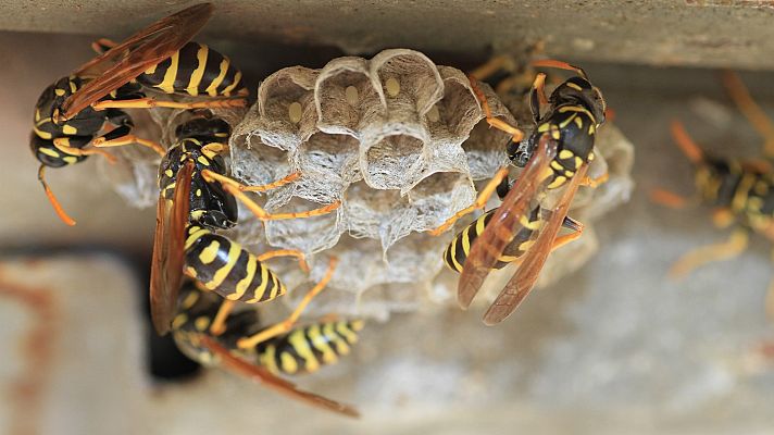 Cómo sacar a las abejas de los entornos urbanos sin destruir la colmena