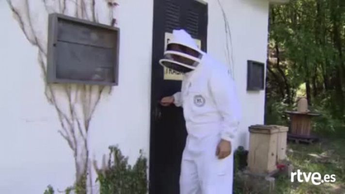 Informativo Telerioja - Las abejas esenciales para el futuro de los ecosistemas