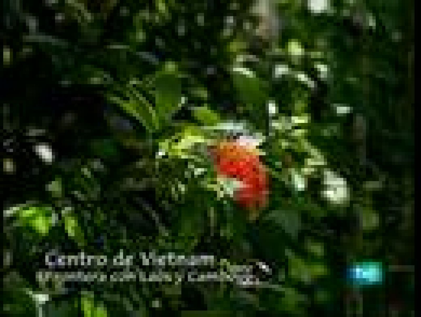 Vietnam, vida tras la muerte - La sombra del Yeti - Vietnam, vida tras la muerte | Ver