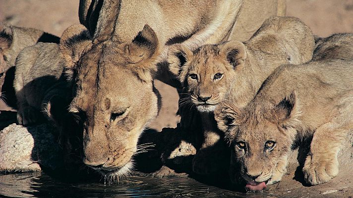 Los leones del Kalahari