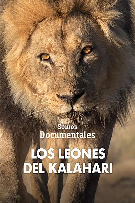 Los leones del Kalahari