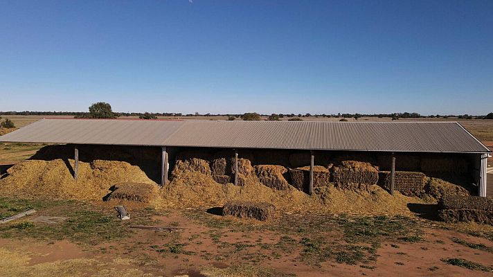 Una plaga de ratones arrasa los cultivos en Australia