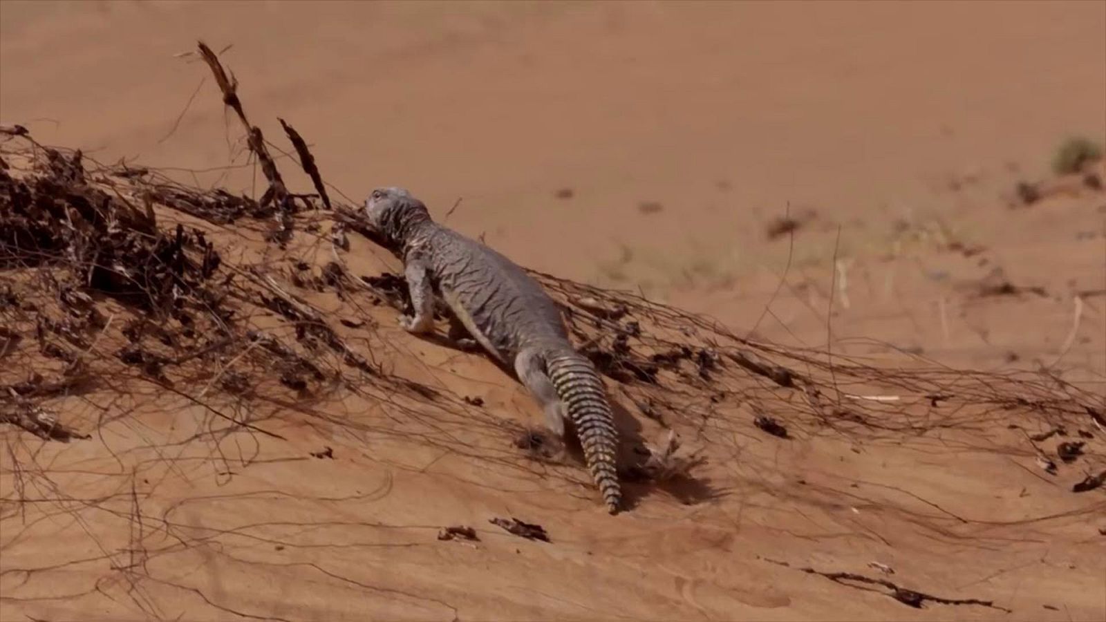 Infierno arábigo - A sangre fría - ver ahora