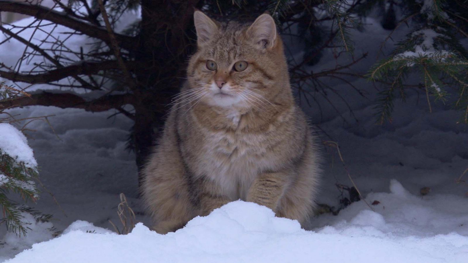 Somos documentales - Pequeños felinos, grandes personalidades - Documental en RTVE